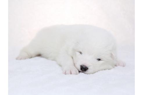 成約済の栃木県のサモエド-28441の1枚目