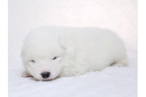 成約済の栃木県のサモエド-28441の2枚目