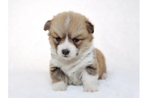 成約済の栃木県のウェルシュコーギーペンブローク-28442の1枚目