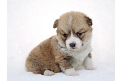 成約済の栃木県のウェルシュコーギーペンブローク-28442の2枚目