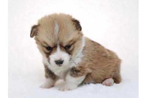 成約済の栃木県のウェルシュコーギーペンブローク-28442の3枚目