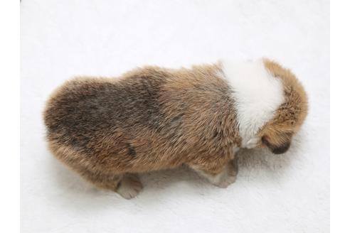 成約済の栃木県のウェルシュコーギーペンブローク-28442の4枚目