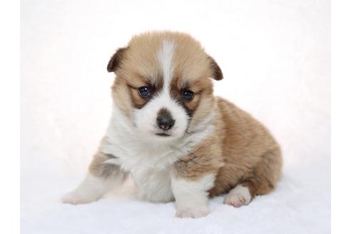 成約済の栃木県のウェルシュコーギーペンブローク-28443の3枚目