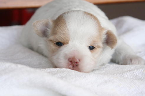 成約済の京都府のミックス犬-28446の4枚目