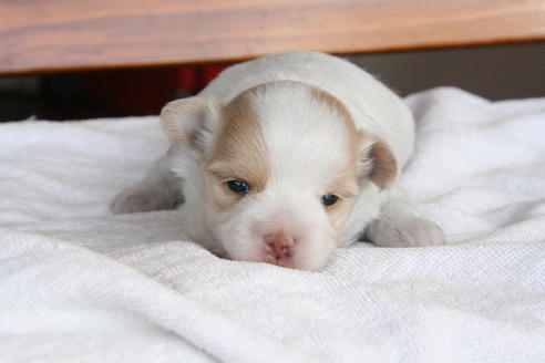 成約済の京都府のミックス犬-28446の3枚目