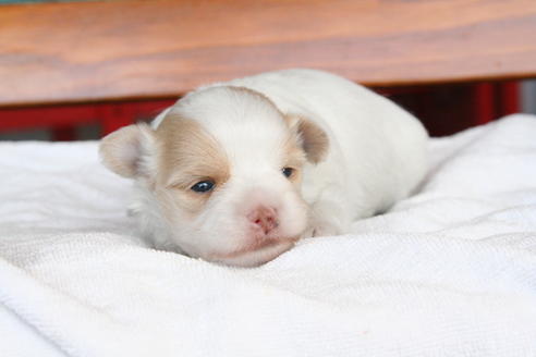 成約済の京都府のミックス犬-28446の2枚目