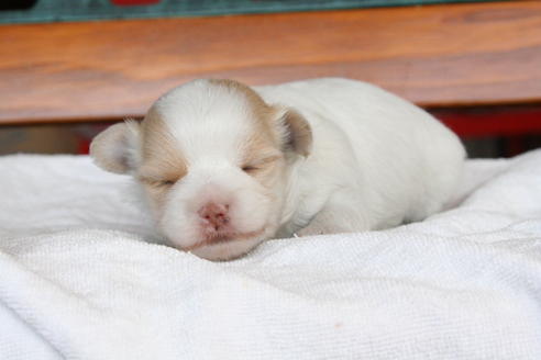 成約済の京都府のミックス犬-28446の1枚目