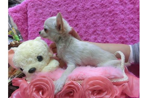 成約済の京都府のチワワ-28464の1枚目