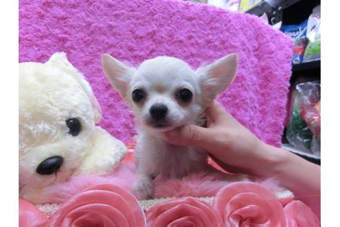 成約済の京都府のチワワ-28464の2枚目