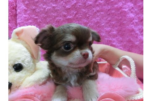 成約済の京都府のチワワ-28465の1枚目