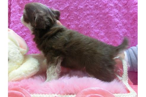 成約済の京都府のチワワ-28465の2枚目