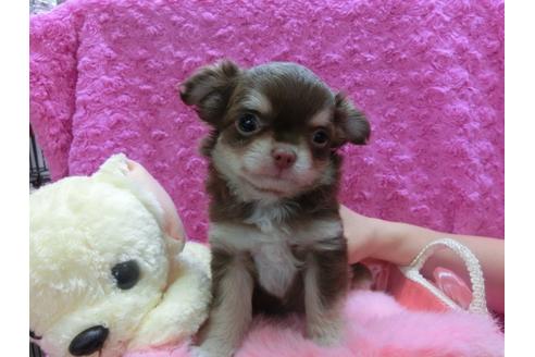 成約済の京都府のチワワ-28465の3枚目