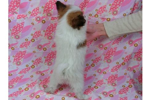 成約済の千葉県のパピヨン-27297の2枚目