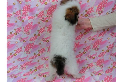 成約済の千葉県のパピヨン-26796の2枚目