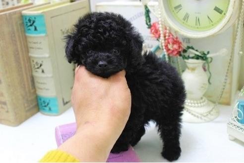 成約済の大阪府のトイプードル-28503の3枚目
