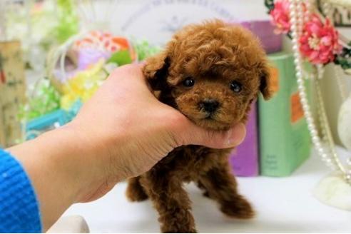 成約済の大阪府のトイプードル-28504の1枚目