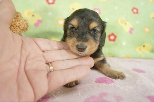 成約済の兵庫県のカニンヘンダックスフンド-28525の2枚目