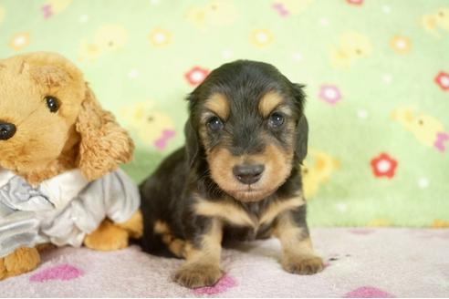 成約済の兵庫県のカニンヘンダックスフンド-28525の3枚目