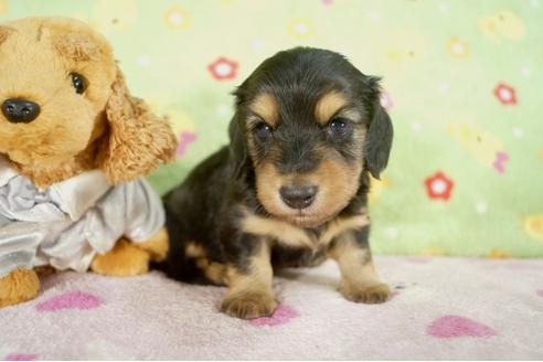 成約済の兵庫県のカニンヘンダックスフンド-28525の4枚目
