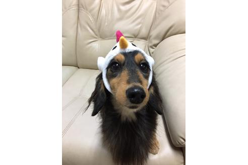 成約済の兵庫県のカニンヘンダックスフンド-28525の1枚目