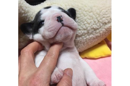 成約済の福岡県のフレンチブルドッグ-28175の3枚目