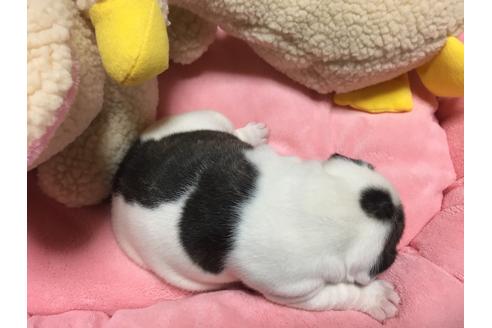 成約済の福岡県のフレンチブルドッグ-28175の2枚目