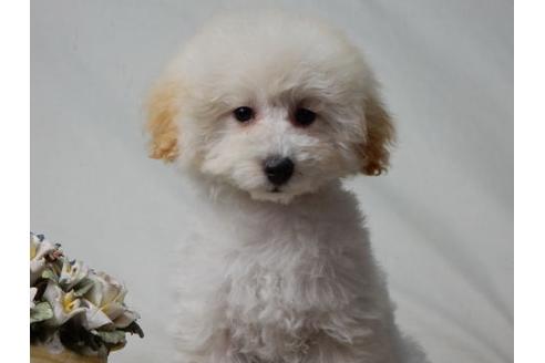 成約済の北海道のトイプードル-27385の1枚目