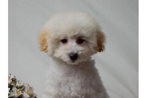 成約済の北海道のトイプードル-27385の2枚目