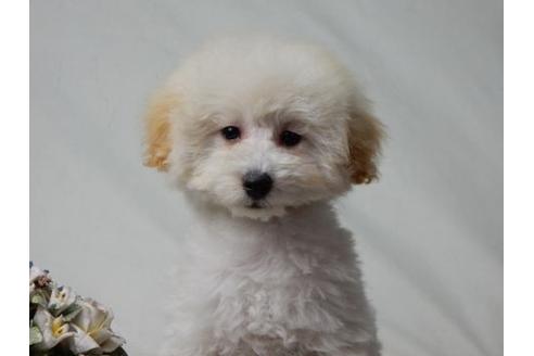 成約済の北海道のトイプードル-27385の3枚目