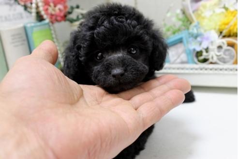 成約済の大阪府のトイプードル-28543の4枚目