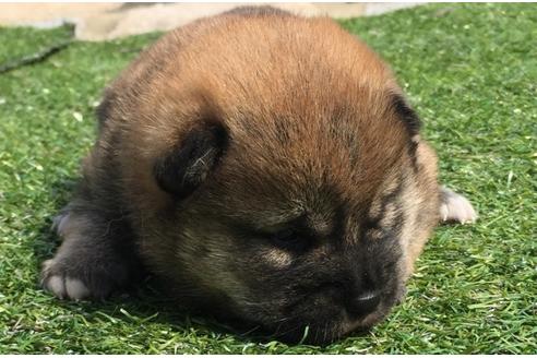 成約済の長崎県の柴犬-28544の1枚目