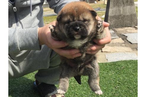 成約済の長崎県の柴犬-28544の2枚目