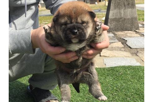 成約済の長崎県の柴犬-28544の3枚目