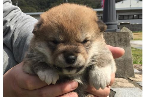 成約済の長崎県の柴犬-28545の1枚目