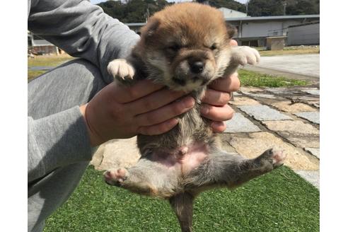 成約済の長崎県の柴犬-28545の3枚目