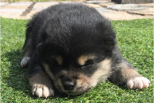 成約済の長崎県の柴犬-28546の3枚目