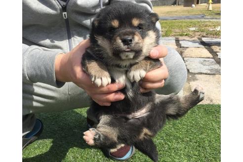 成約済の長崎県の柴犬-28546の1枚目