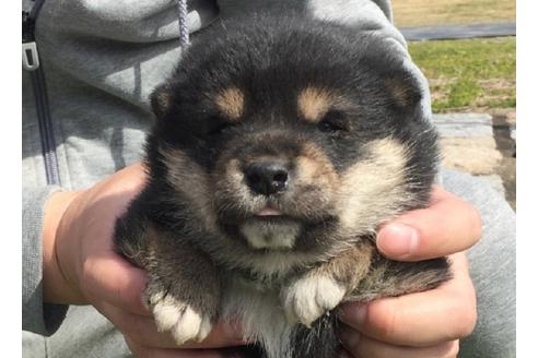 成約済の長崎県の柴犬-28546の2枚目