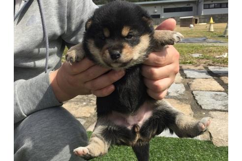 成約済の長崎県の柴犬-28547の2枚目