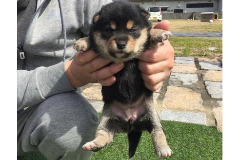 成約済の長崎県の柴犬-28547の3枚目