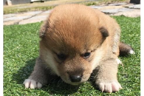 成約済の長崎県の柴犬-28548の1枚目