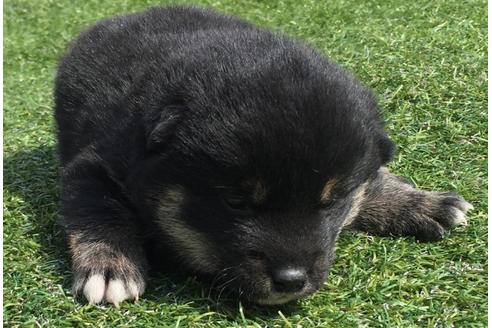 成約済の長崎県の柴犬-28549の1枚目
