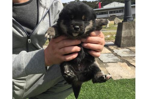 成約済の長崎県の柴犬-28549の2枚目