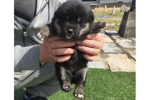 成約済の長崎県の柴犬-28549の3枚目