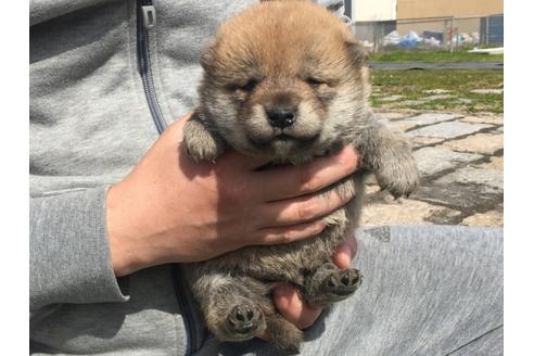 成約済の長崎県の柴犬-28550の3枚目