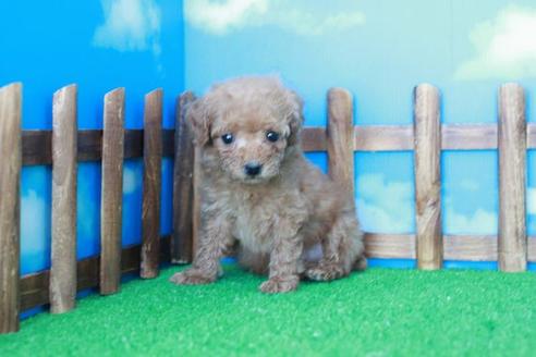 成約済の滋賀県のトイプードル-28570の2枚目