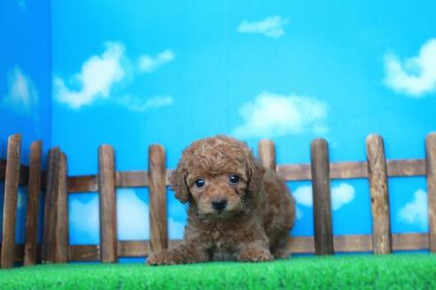 成約済の滋賀県のトイプードル-28571の2枚目