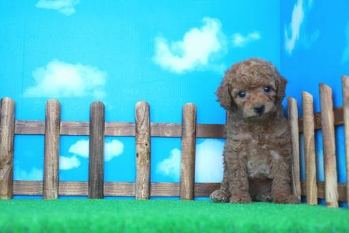 成約済の滋賀県のトイプードル-28571の1枚目