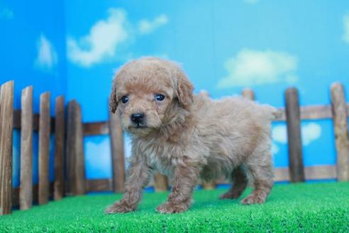 成約済の滋賀県のトイプードル-28572の2枚目