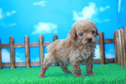 成約済の滋賀県のトイプードル-28572の1枚目